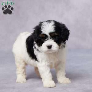 Demi, Cavapoo Puppy
